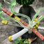 One Piece Ace & Zoro Cute Figure