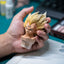 Dragon Ball Z Majin Vegeta Statue(Buy 1 Free 1)